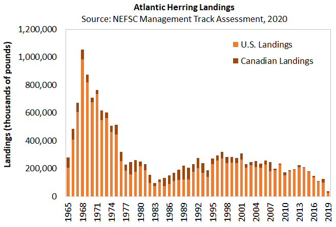 Atlantic Herring